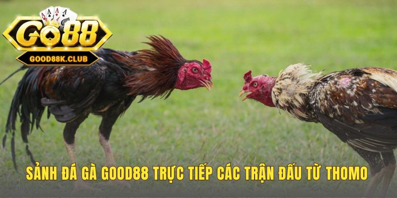 Sảnh Good88 phát sóng trực tiếp đá gà Thomo chất lượng Full HD